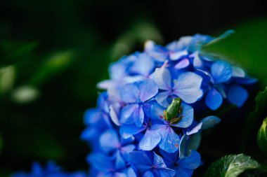 ortanca ağaç kurbağası