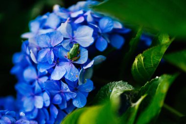 ortanca ağaç kurbağası