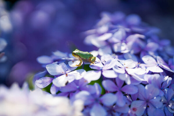 Tree Frog Hydrangea — Stock Photo, Image