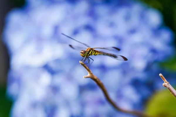 Paarse Hortensia Dragonfly — Stockfoto