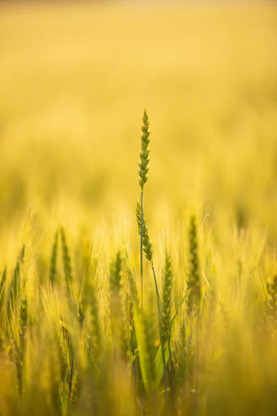 Золотое Пшеничное Поле Хоккайдо — стоковое фото