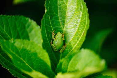 Tarih yaprak yeşil ağaç kurbağası