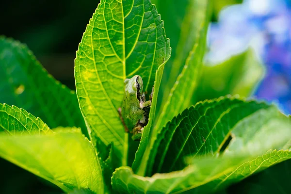 Laubfrosch Auf Grünem Blatt — Stockfoto