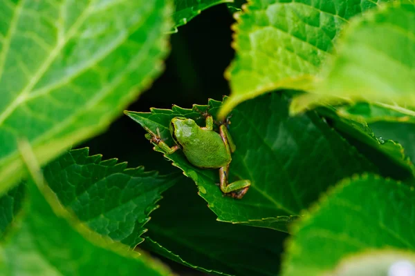 Grenouille Sur Feuille Verte — Photo