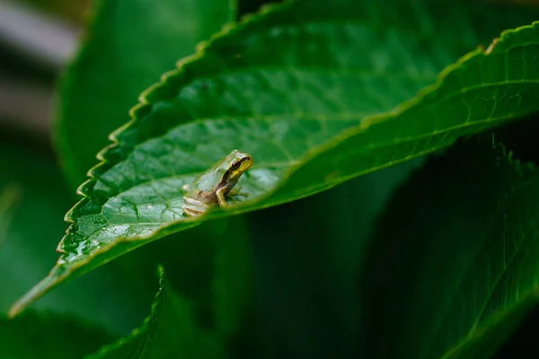 Grenouille Sur Feuille Verte — Photo