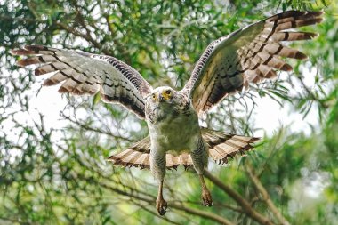 okinawa tepeli yılan kartal