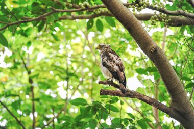 ormanda tepeli yılan kartalı