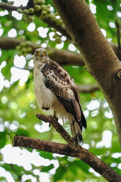 Ormanda Tepeli Yılan Kartalı — Stok fotoğraf