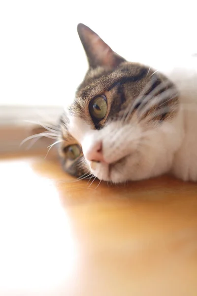 Katze Japanischen Haus — Stockfoto