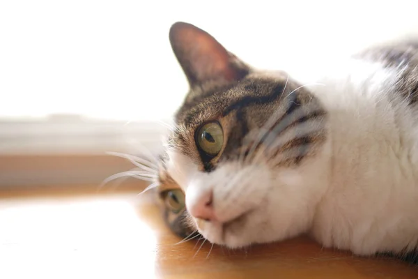 Gato Japão Casa — Fotografia de Stock