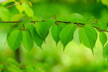 Ormanda yeşil yaprak