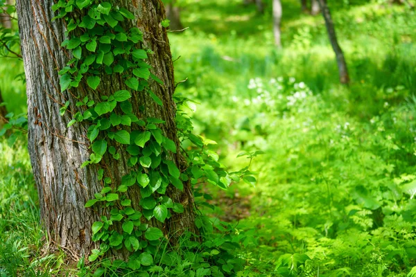 Grön Murgröna Skogen — Stockfoto