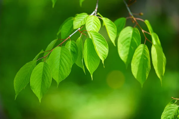 Zielony Liść Lesie — Zdjęcie stockowe