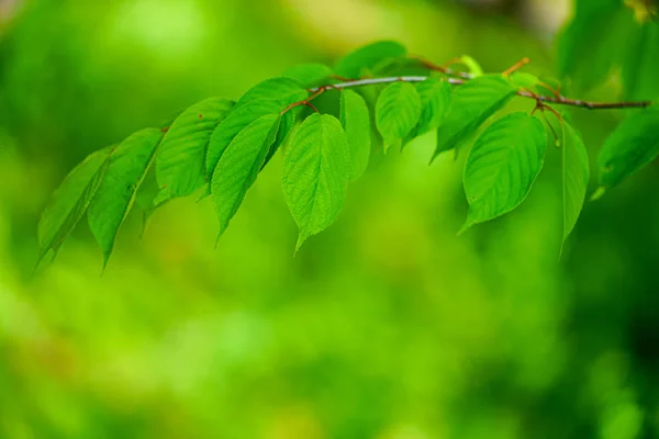 Зеленый Лист Лесу — стоковое фото