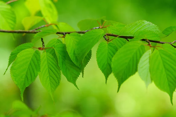 Zielony Liść Lesie — Zdjęcie stockowe