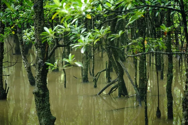 Mangrov Orman Iriomote Adası — Stok fotoğraf