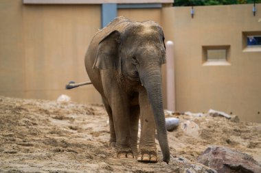 safari parkında afrika fili