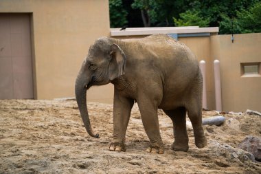 safari parkında afrika fili