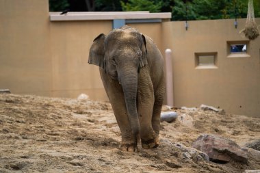 safari parkında afrika fili