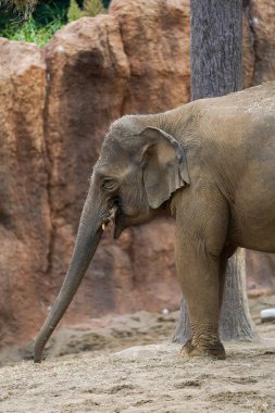 safari parkında afrika fili