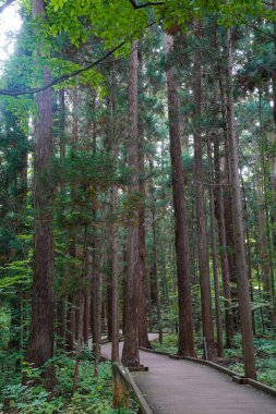hokkaido içinde sedir ağacı