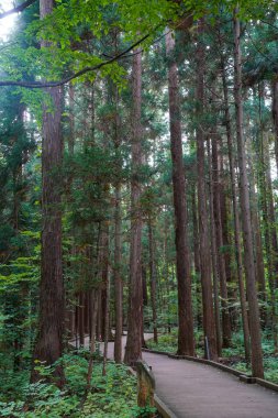 hokkaido içinde sedir ağacı