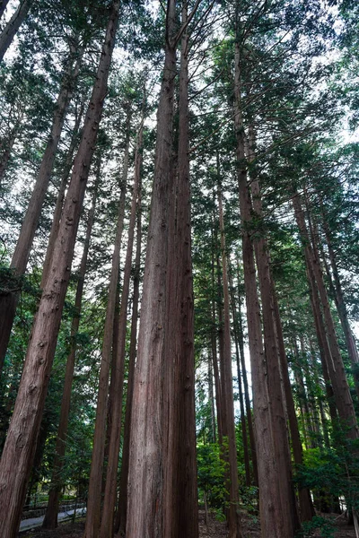 Hokkaido Içinde Sedir Ağacı — Stok fotoğraf