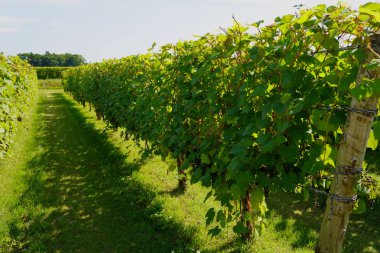 ikeda hokkaido üzüm bağı