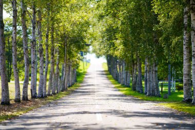 hokkaido sokakta ağaç