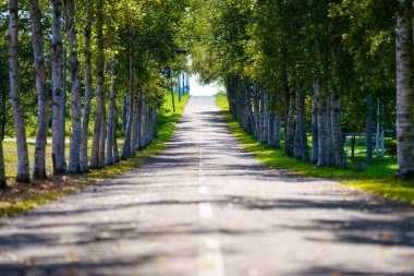 hokkaido sokakta ağaç