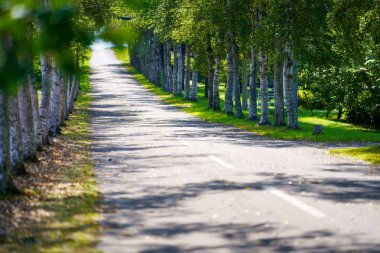 hokkaido sokakta ağaç