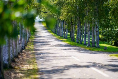 hokkaido sokakta ağaç