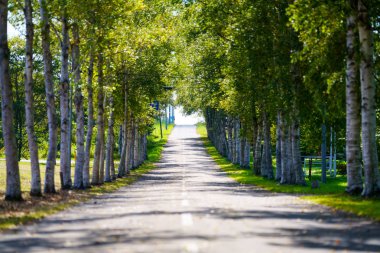 hokkaido sokakta ağaç