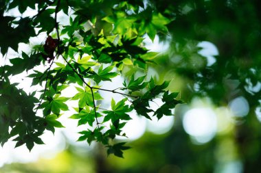 Yazın yeşil akçaağaç
