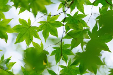 Yazın yeşil akçaağaç
