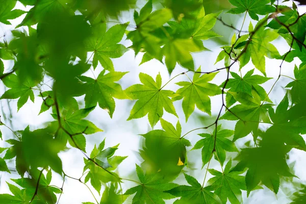 Grüner Ahorn Sommer — Stockfoto