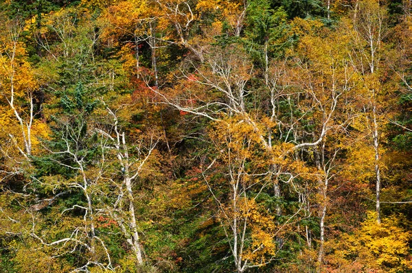 Őszi Levelek Hokkaido — Stock Fotó
