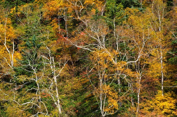 Podzimní Listí Hokkaido — Stock fotografie