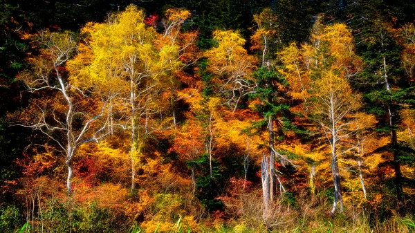 Hojas Otoño Hokkaido — Foto de Stock