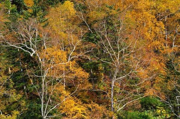 Podzimní Listí Hokkaido — Stock fotografie