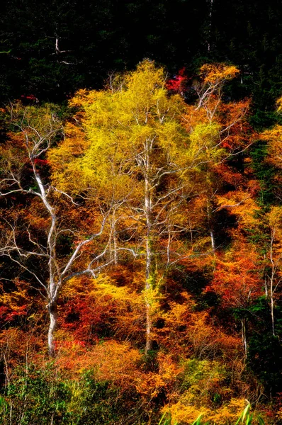 Herbstblätter Hokkaido — Stockfoto