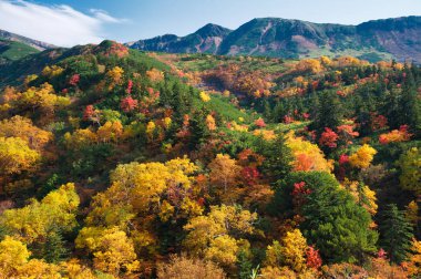 Sonbaharda Hokkaido Dağı 'nda.