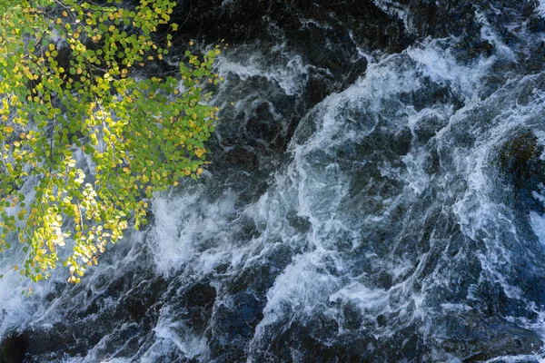 Clear Stream Leaves — Stock Photo, Image