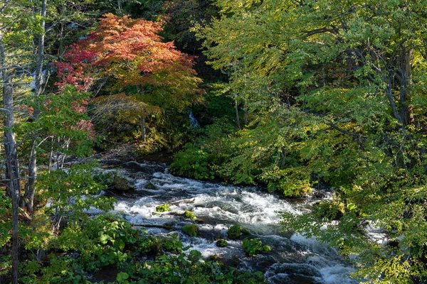 Clear Stream Leaves — Stock Photo, Image