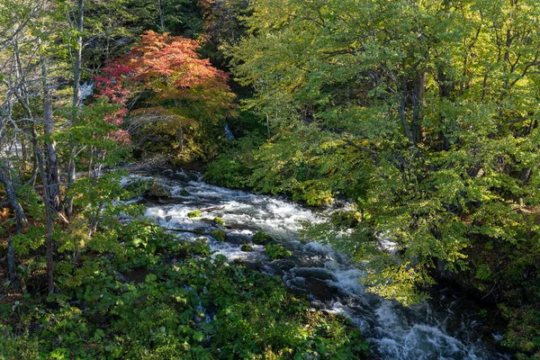 Clear Stream Leaves — Stock Photo, Image