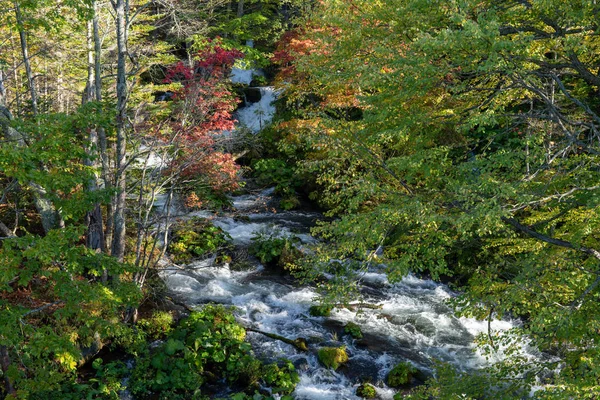 Clear Stream Leaves — Stock Photo, Image