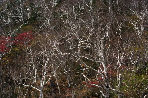Bétula Branca Montanha Outono — Fotografia de Stock