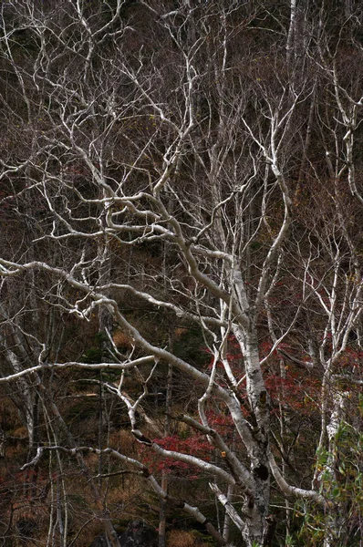 Betulla Bianca Montagna Autunno — Foto Stock