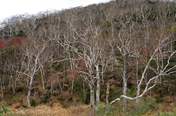 White Birch Autumn Mountain — Stock Photo, Image