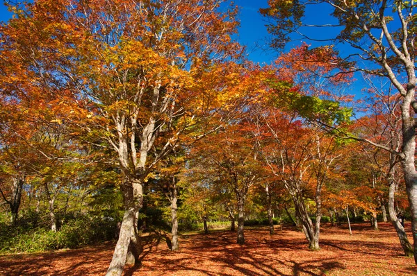 Herbstlaub Park — Stockfoto